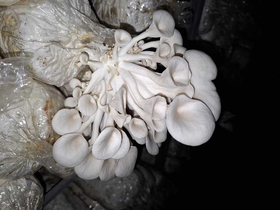 Gírgolas creciendo en bolsas de cultivo