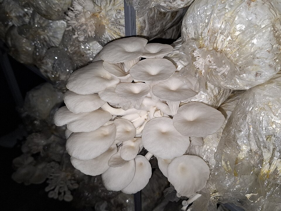 Racimos de gírgolas creciendo en una sala de cultivo